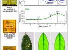 蘇州納米所等在高靈敏度石墨烯太赫茲探測器研究中取得進(jìn)展